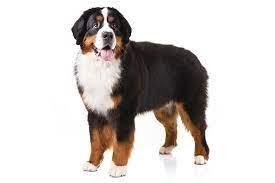 bernese.jpg