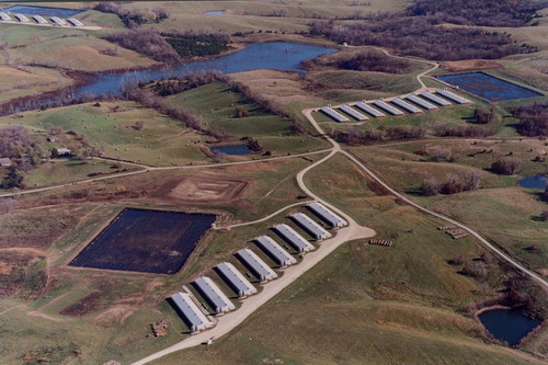 agriculture pig farm with lagoon.jpg