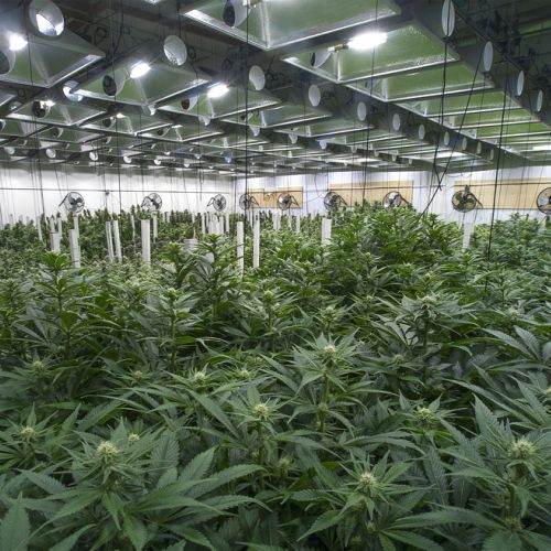 indoor cannabis grow.jpg