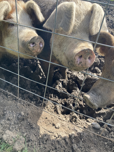 E32575BB 5859 4450 9183 40C6DC5947BF.jpg