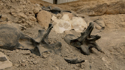 Fantastic.Beasts.A.Natural.History.2022.1080p.WEB.h264 OPUS.mkv snapshot 10.36.636.jpg