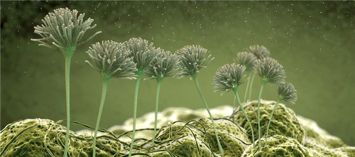 Streptomyces Achromogenes protein.jpg