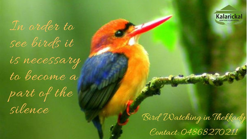 Bird watching in thekkady.jpg