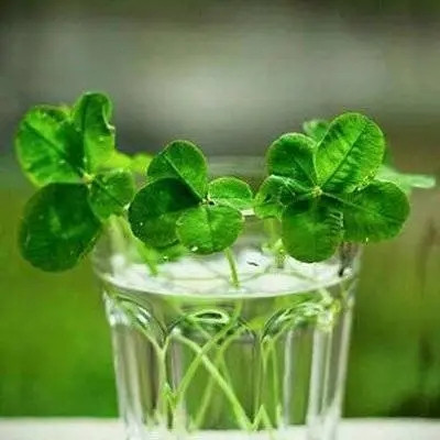 tmp images野的像风.jpg