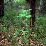IMG 0559