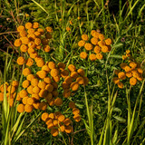 IMG 3 Aug 17 2022