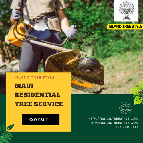 Maui residential tree service iSLAND tREE sTYLE (1).png