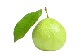 images removebg preview.png