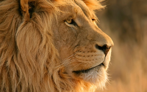 close up photo adult lion lion wallpaper