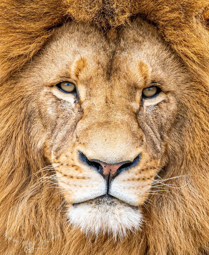 lion3.jpg