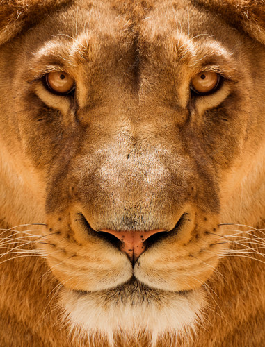 lion2.jpg