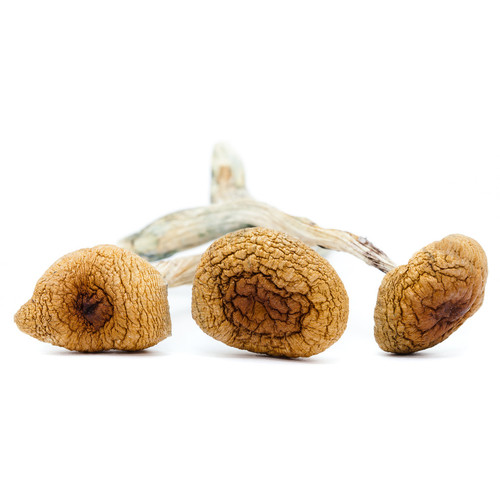 Buy Amazonian P. Cubensis Online Canada.jpg