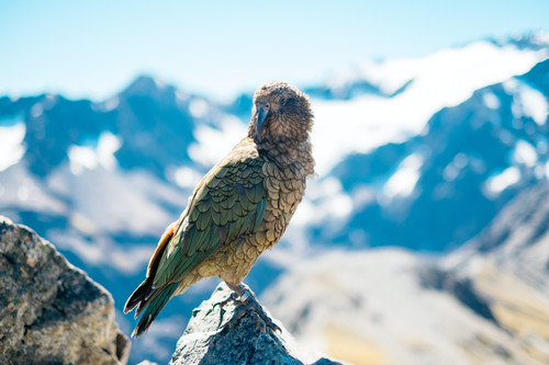 Kea.jpg