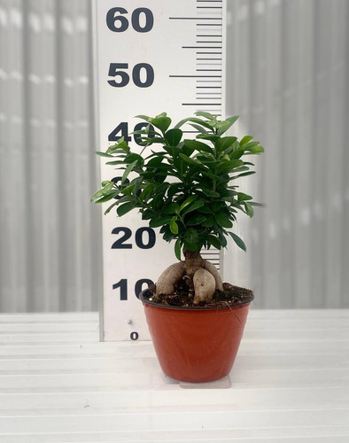 Ficus Ginseng 400GR.jpg