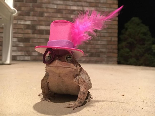 toad hat 5.jpg