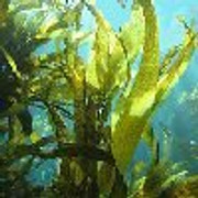kelp1100.jpg
