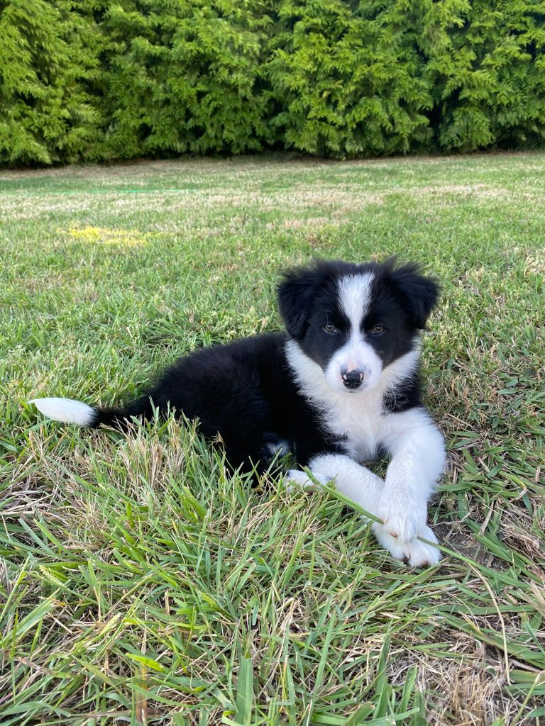 Meet Nana our 2 month old Collie, she was in a dog shelter 🤯 : r ...