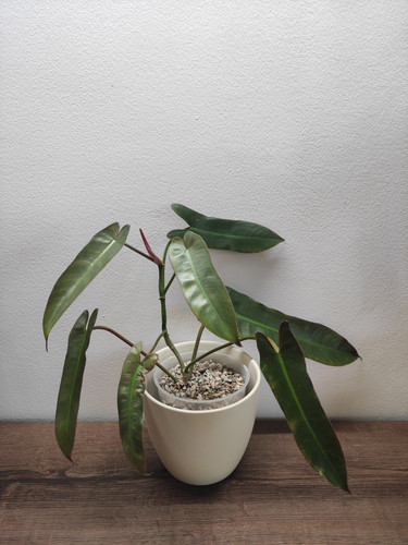 Philodendron atabapoense for sale.jpg