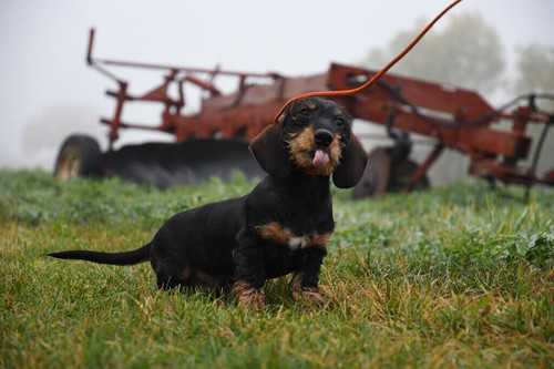 Wire Haired Dachshund has short legs, wired hair, and a pointy nose. Let's see their features, history, personality traits, exercise needs, and price.

https://petsnurturing.com/wire-haired-dachshund/