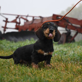Wire Haired Dachshund 101: Everything You Need To Know
