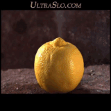 CheapPlumpAurochs size restricted.gif