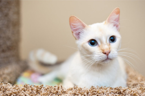 Flame Point Siamese: 9 Interesting Facts About This Fiery Cat.jpg