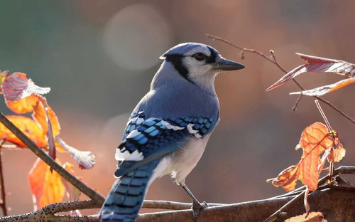 Blue Jay Spiritual Meaning and Symbolism Sign.jpg