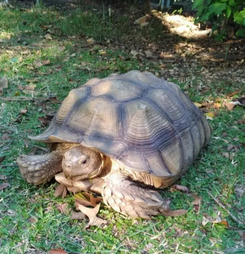 Screenshot 20220328 141319 Rover