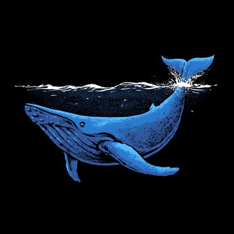 blue whale illustration 113398 142.jpg