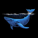 blue whale illustration 113398 142
