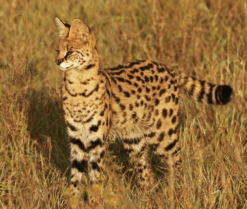 Serval cat wild alert.jpg