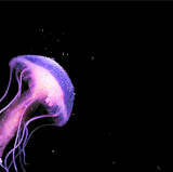 jellyfish bg real.gif