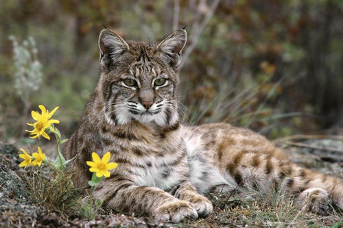 top de animales bonitos lince iberico.jpg
