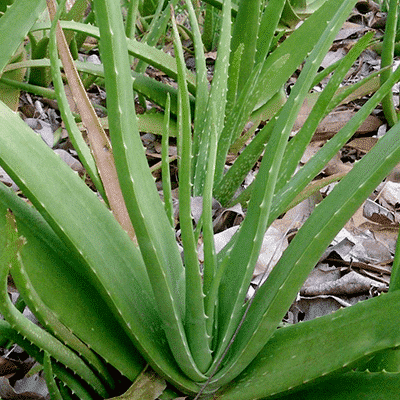 Buy medicinal plants online and Feel your home fresh.png
