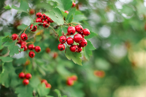 kalp dostu alic meyvesinin faydalari nelerdir 2305.jpg