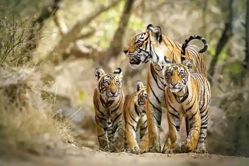 Tiger kkQG 621x414@LiveMint.png