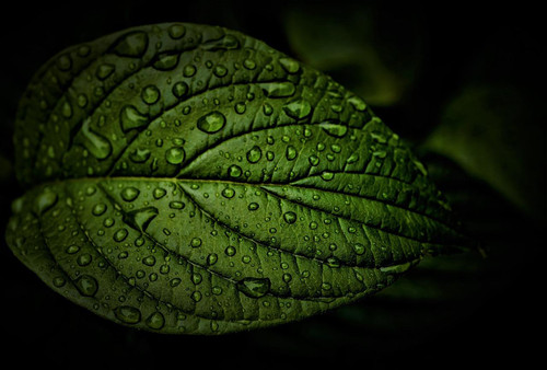 leaf g300fe7a01 1280.jpg