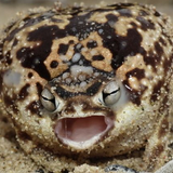 frösche 0008 Ebene 4.png