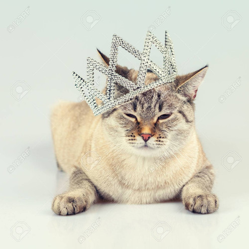 48830068 cat crowned diadem.jpg