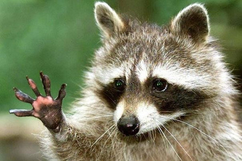 animais dando oi 10.jpg