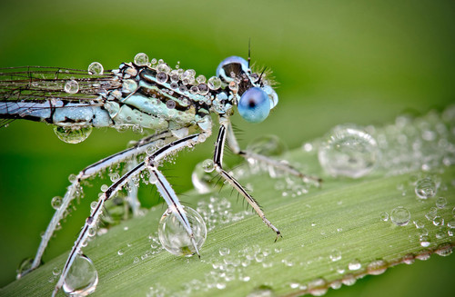 Insects In The Rain Best Wallpaper.jpg