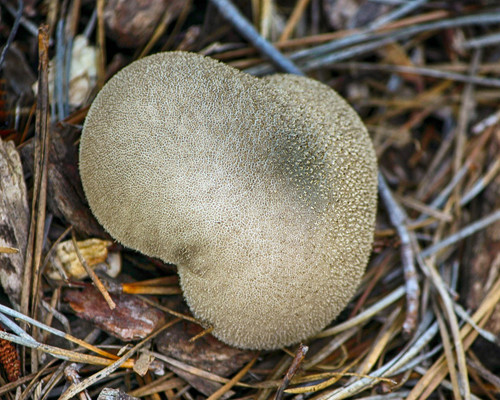 puffball mushroom gf0ab20d2b 1280.jpg
