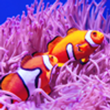 clownfish rosy nic
