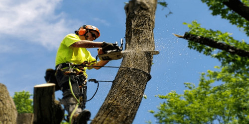 Tree Service Near Me Virginia Beach, Tree Service Virginia Beach, Tree Removal Near Me Virginia Beac.jpg