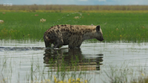 Dynasties.S02E04.Hyena.1080p.iP.WEB DL.AAC2.0.H.264 NoGrp.mkv snapshot 23.52.320.jpg