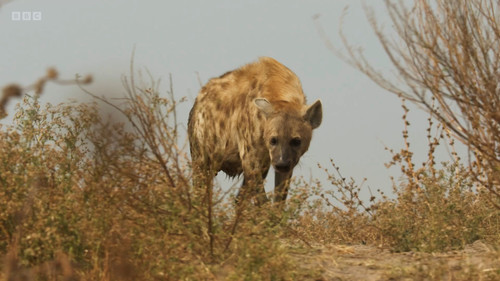 Dynasties.S02E04.Hyena.1080p.iP.WEB DL.AAC2.0.H.264 NoGrp.mkv snapshot 03.35.040.jpg