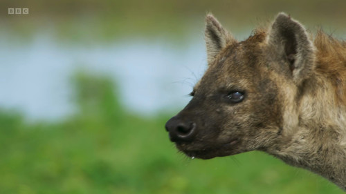 Dynasties.S02E04.Hyena.1080p.iP.WEB DL.AAC2.0.H.264 NoGrp.mkv snapshot 13.53.280.jpg