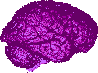chbrain.gif
