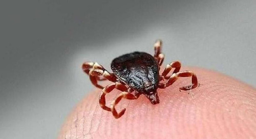 olumcul kene vakalari gorulmeye baslandi p8cL4Aef.jpg