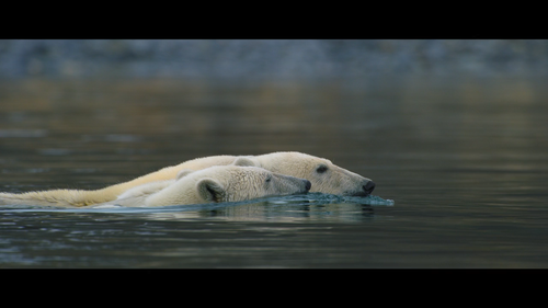 Polar.Bear.2022.720p.DSNP.WEB DL.DDP5.1.Atmos.H.264 eZNubZ.mkv snapshot 00.40.42 [2022.04.22 14.46.3.png